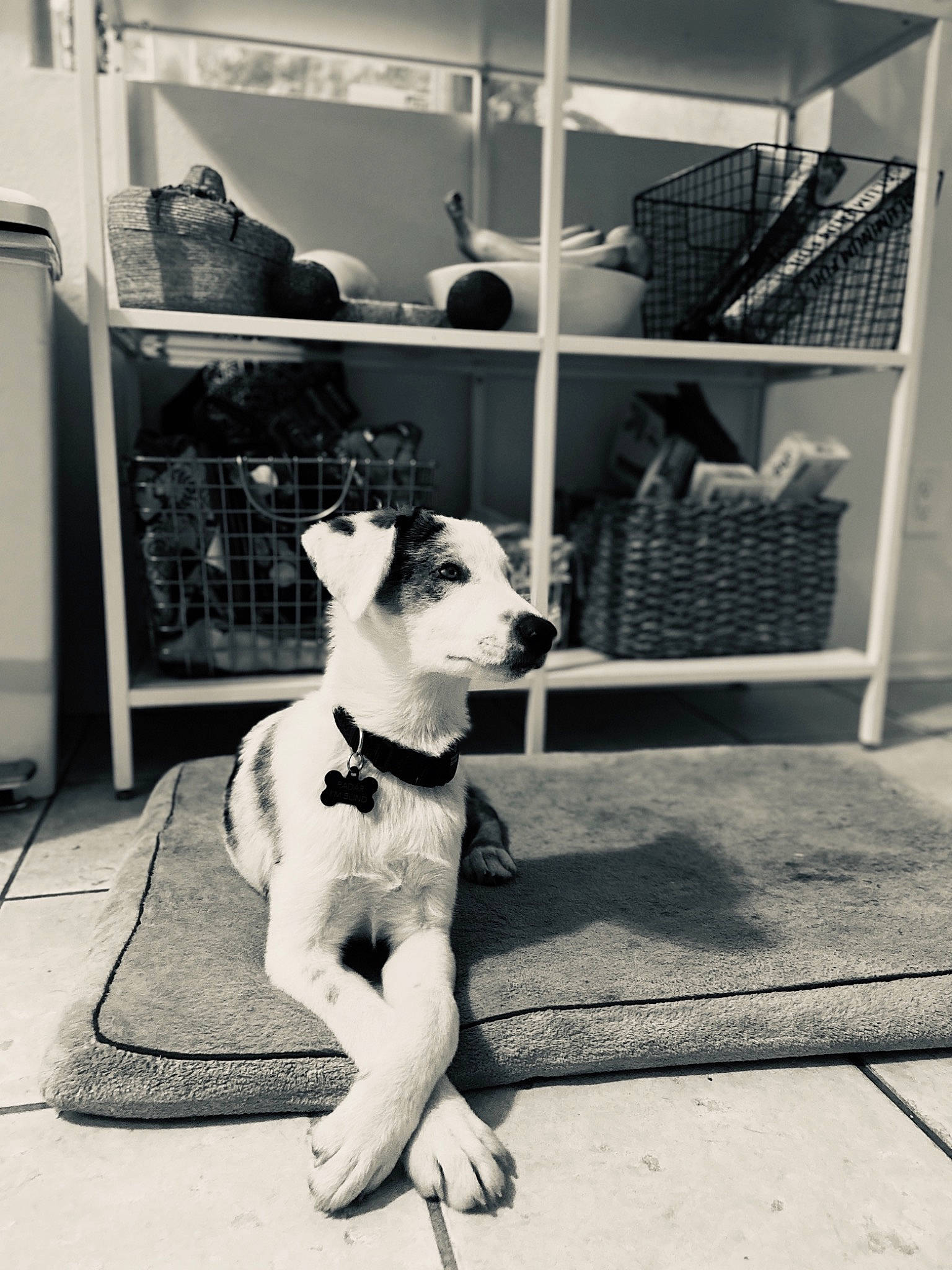 Radar is registered to the contest to win money with this photo: black, black_and_white, carnivore, collar, companion_dog, dog, dog_breed, dog_collar, dog_supply, fawn, flooring, grey, human_leg, monochrome, monochrome_photography, pet_supply, shelf, style, white, working_animal