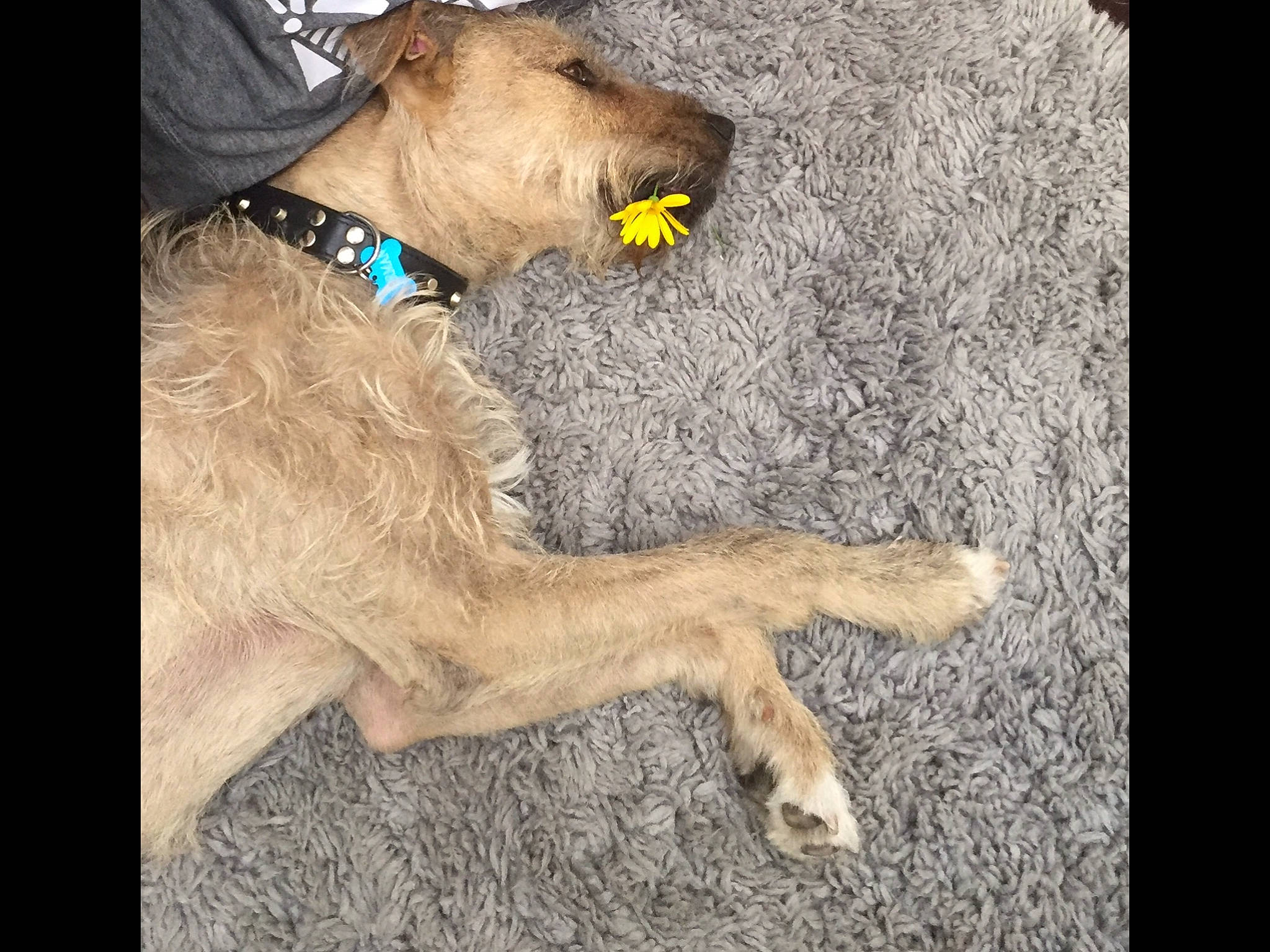 Norman is registered to the contest to win money with this photo: canidae, carnivore, dog, dog_breed, fawn, goldendoodle, irish_wolfhound, lion, mammal, sporting_group