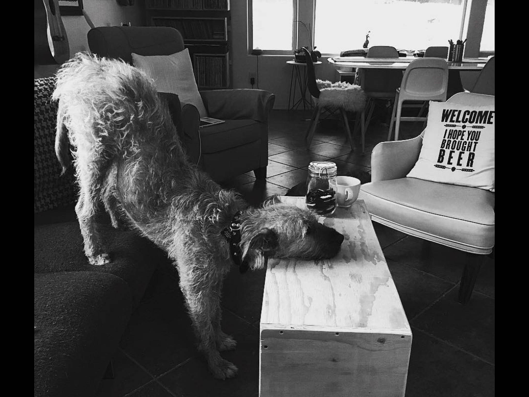 Norman is registered to the contest to win money with this photo: black, black_and_white, canidae, carnivore, chair, dog, dog_breed, furniture, leg, monochrome, monochrome_photography, photography, sitting, snapshot, snout, spinone_italiano, sporting_group, style, table, tail