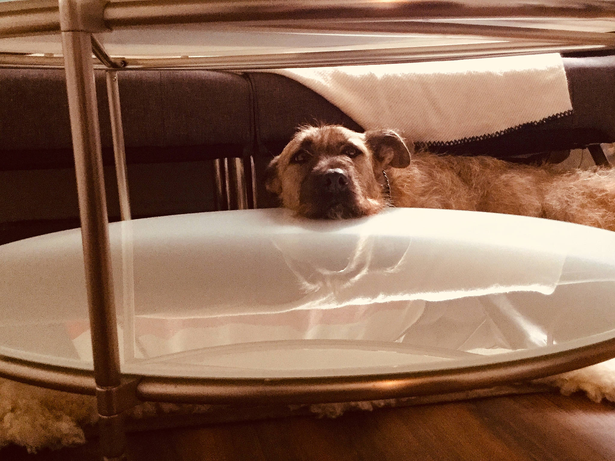 Norman is registered to the contest to win money with this photo: canidae, carnivore, dog, dog_breed, great_dane, non_sporting_group, pointer, spinone_italiano, sporting_group, square, table