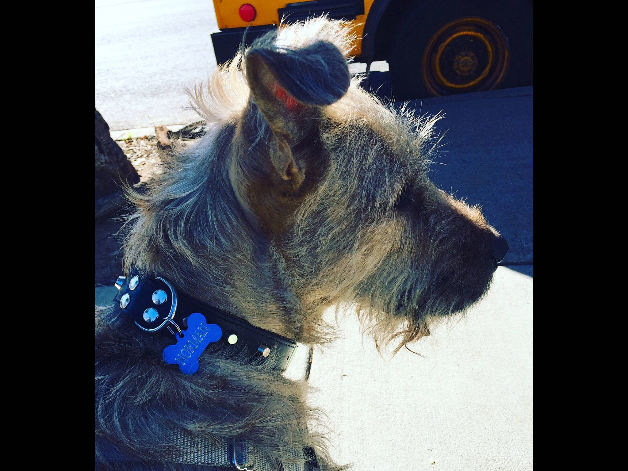 Norman joined the competition — help win amazing prizes! cairn_terrier, canidae, carnivore, collar, dog, dog_breed, dog_collar, ear, giant_schnauzer, mammal, miniature_schnauzer, nose, photography, schnauzer, snout, sporting_group, standard_schnauzer, terrier