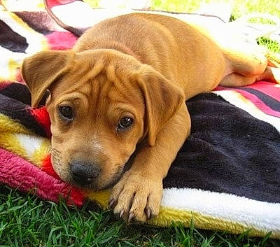 Jax is registered to the contest to win money with this photo: beagador, black_mouth_cur, broholmer, canidae, carnivore, companion_dog, dog, dog_breed, fawn, fila_brasileiro, labrador_retriever, mammal, mountain_cur, puppy, rare_breed_dog, rhodesian_ridgeback, sporting_group, tosa, vertebrate