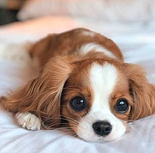 Layla joined the competition — help win amazing prizes! canidae, carnivore, cavalier_king_charles_spaniel, companion_dog, dog, dog_breed, fawn, king_charles_spaniel, kooikerhondje, mammal, phalene, puppy, puppy_love, rare_breed_dog, snout, spaniel, sporting_group, toy_dog, vertebrate