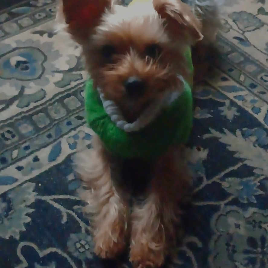 Harley joined the competition — help win amazing prizes! dog, small_dog, green_sweater, indoor, carpet, patterned_rug, pet, animal, cute, lying_down, fur, ears, front_paws, looking_at_camera, home, floor, domestic_animal, companion, cozy, resting
