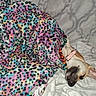 Virginia joined the competition — help win amazing prizes! animal, bed, blanket, canine, collar, colorful, comfort, cozy, cute, dog, fur, indoor, leopard_print, pet, pillow, relaxation, resting, sleepy, snuggled, soft