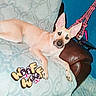Virginia is registered to the contest to win money with this photo: animal, blanket, blue_wall, canine, couch, cozy, decor, dog, ears, furniture, home, indoor, laying_down, living_room, mammal, pet, pink_decoration, relaxed, side_table, text_overlay