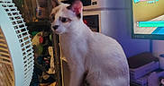 Limule a rejoint le concours — aidez-le/la à gagner de superbes lots ! cat, kitten, white_cat, brown_patches, animal, pet, sitting, looking_left, desk, computer, monitor, printer, fan, indoor, home_office, cluttered_room, shelves, video_game, electronics, curious