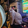 cat, kitten, white_cat, brown_patches, animal, pet, sitting, looking_left, desk, computer, monitor, printer, fan, indoor, home_office, cluttered_room, shelves, video_game, electronics, curious