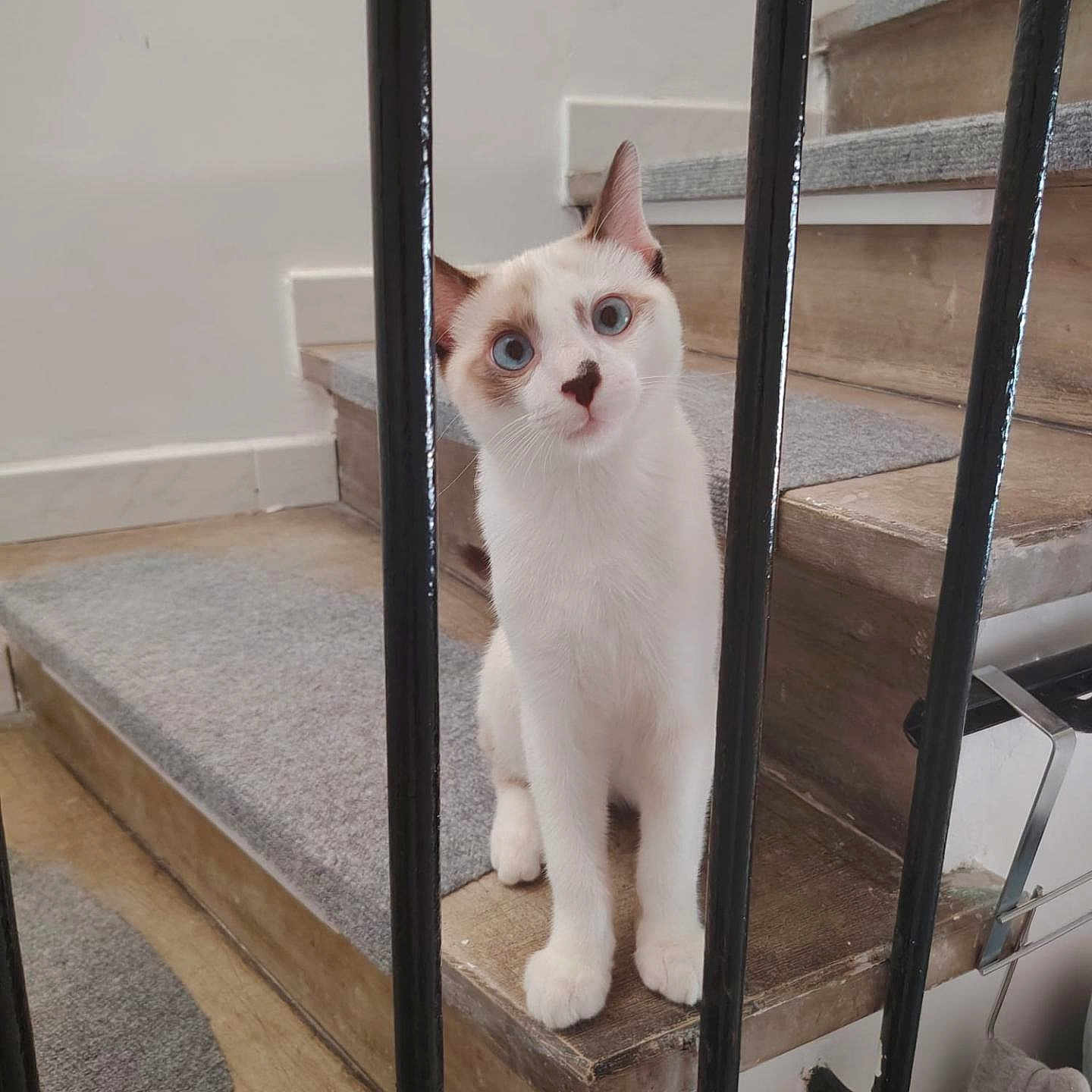 Limule a rejoint le concours — aidez-le/la à gagner de superbes lots ! cat, kitten, white_cat, cream_markings, blue_eyes, pet, animal, sitting, staircase, stairs, railing, indoor, home, portrait, cute, curious, fur, whiskers, wooden_steps, floor