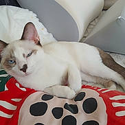 Limule participe au concours pour gagner de l'argent avec cette photo : cat, kitten, blue_eyes, white_fur, brown_markings, animal, pet, sleepy, lounging, lying_down, face, whiskers, ears, tail, paws, blanket, paw_print, bed, indoor, portrait