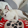 cat, kitten, blue_eyes, white_fur, brown_markings, animal, pet, sleepy, lounging, lying_down, face, whiskers, ears, tail, paws, blanket, paw_print, bed, indoor, portrait