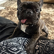 Ocean is registered to the contest to win money with this photo: dog, french_bulldog, puppy, tongue_out, indoor, carpet, patterned_leggings, paw, cute, pet, animal, black_dog, white_chest, close_up, face, fur, ears, snout, playful, cozy