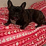 dog, french_bulldog, brindle, pet, blanket, heart_pattern, indoor, tongue_out, cute, cozy, resting, animal, canine, floor, tile, fur, ears_up, portrait, companion, domestic