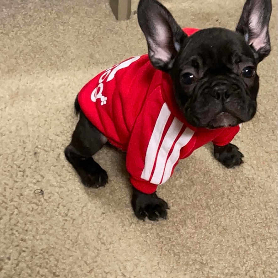 Ocean joined the competition — help win amazing prizes! adorable, animal, black_dog, canine, carpet, companion, cute, dog, domestic_animal, ears, french_bulldog, hoodie, indoor, looking_up, pet, puppy, red_clothing, sitting, small_dog, young_dog