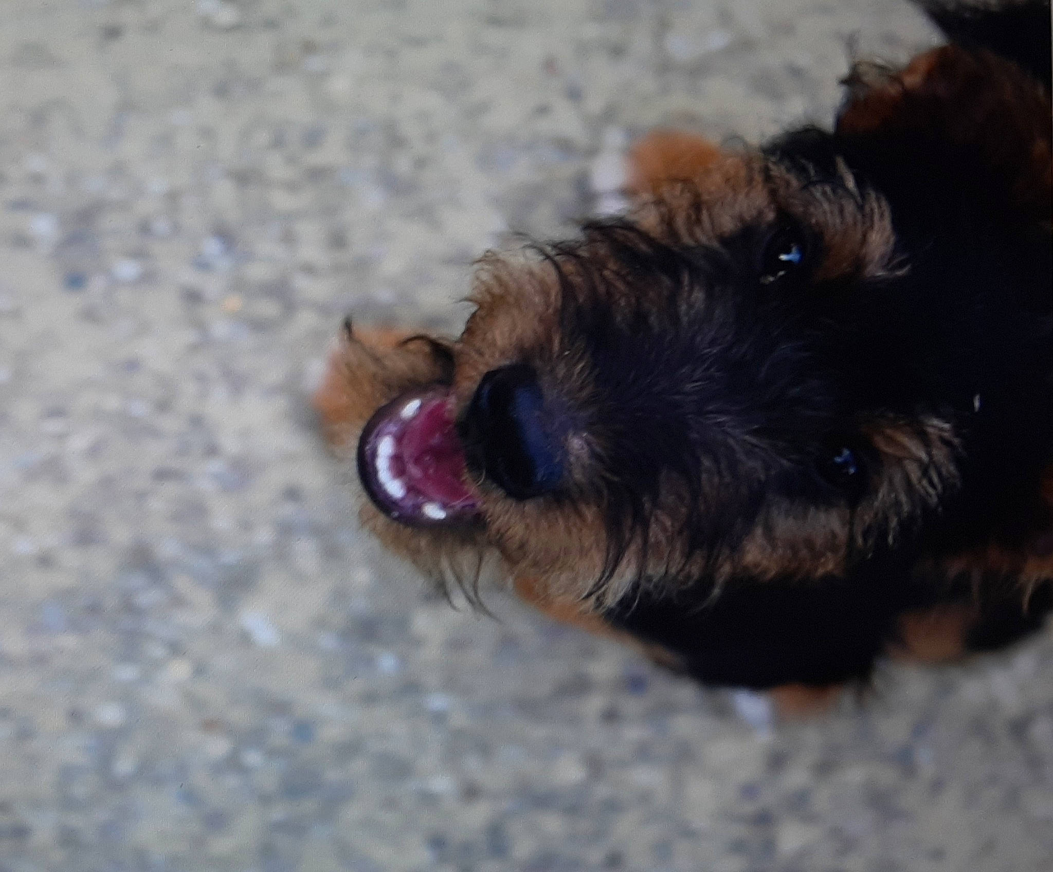 O'Malley a rejoint le concours — aidez-le/la à gagner de superbes lots ! australian_silky_terrier, australian_terrier, canidae, carnivore, dog, dog_breed, fawn, norwich_terrier, snout, sporting_group, terrier