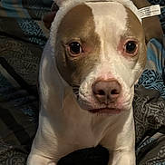 Bella joined the competition — help win amazing prizes! dog, bunny_ears, costume, pet, bed, bedspread, animal, ears, white, brown, cute, indoors, portrait, looking, lying_down, fur, canine, funny, animal_accessory, home