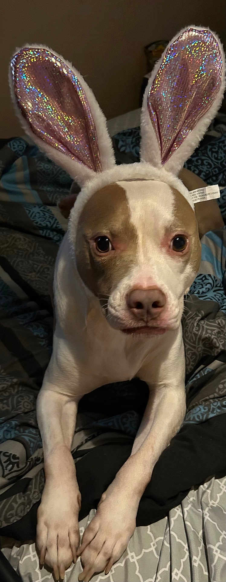 Bella joined the competition — help win amazing prizes! dog, bunny_ears, costume, pet, bed, bedspread, animal, ears, white, brown, cute, indoors, portrait, looking, lying_down, fur, canine, funny, animal_accessory, home