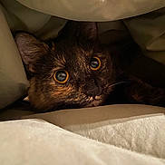 Beans is registered to the contest to win money with this photo: cat, tortoiseshell, pet, animal, wide_eyes, blanket, cozy, indoor, fur, whiskers, cute, curious, resting, face, ears, close_up, comfort, warm, feline, bed