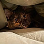 cat, tortoiseshell, pet, animal, wide_eyes, blanket, cozy, indoor, fur, whiskers, cute, curious, resting, face, ears, close_up, comfort, warm, feline, bed