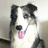 Ippon a rejoint le concours — aidez-le/la à gagner de superbes lots ! dog, border_collie, pet, animal, blue_eyes, tongue_out, fluffy, fur, sitting, indoor, wooden_floor, white_wall, happy, portrait, canine, domestic_animal, friendly, cute, companion, mammal