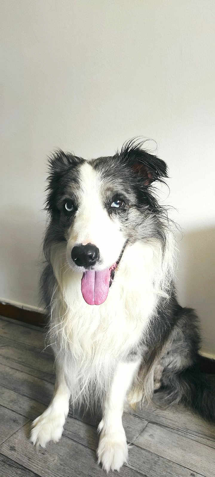 Ippon a rejoint le concours — aidez-le/la à gagner de superbes lots ! dog, border_collie, pet, animal, blue_eyes, tongue_out, fluffy, fur, sitting, indoor, wooden_floor, white_wall, happy, portrait, canine, domestic_animal, friendly, cute, companion, mammal