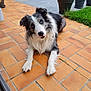dog, border_collie, blue_eyes, pet, animal, outdoor, patio, terracotta_tiles, fur, grass, potted_plants, curious, lying_down, canine, ears, whiskers, muzzle, tongue, nature, domestic_animal