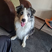 Ippon a rejoint le concours — aidez-le/la à gagner de superbes lots ! dog, border_collie, pet, indoor, carpet, tongue_out, fur, animal, living_room, chair, cushion, table, remote_control, floor, wood_floor, happy, sitting, cute, ears, eyes