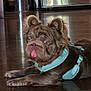 dog, pet, indoor, floor, wooden_floor, tongue_out, harness, brown_dog, playful, cute, animal, canine, relaxed, laying_down, household, reflection, ears, face, closeup, domestic_animal