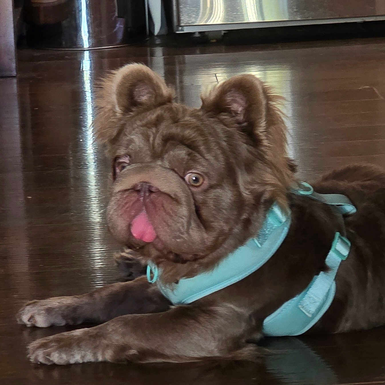 Rux is registered to the contest to win money with this photo: animal, brown_dog, canine, closeup, cute, dog, domestic_animal, ears, face, floor, harness, household, indoor, laying_down, pet, playful, reflection, relaxed, tongue_out, wooden_floor