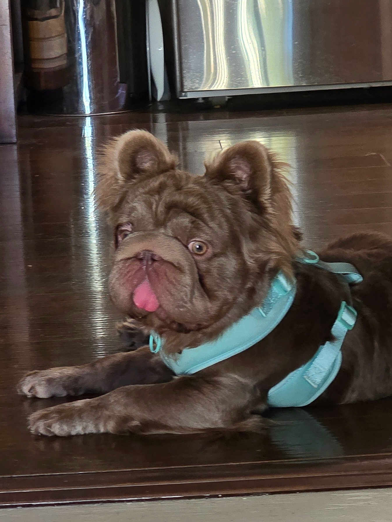 Rux is registered to the contest to win money with this photo: dog, pet, indoor, floor, wooden_floor, tongue_out, harness, brown_dog, playful, cute, animal, canine, relaxed, laying_down, household, reflection, ears, face, closeup, domestic_animal