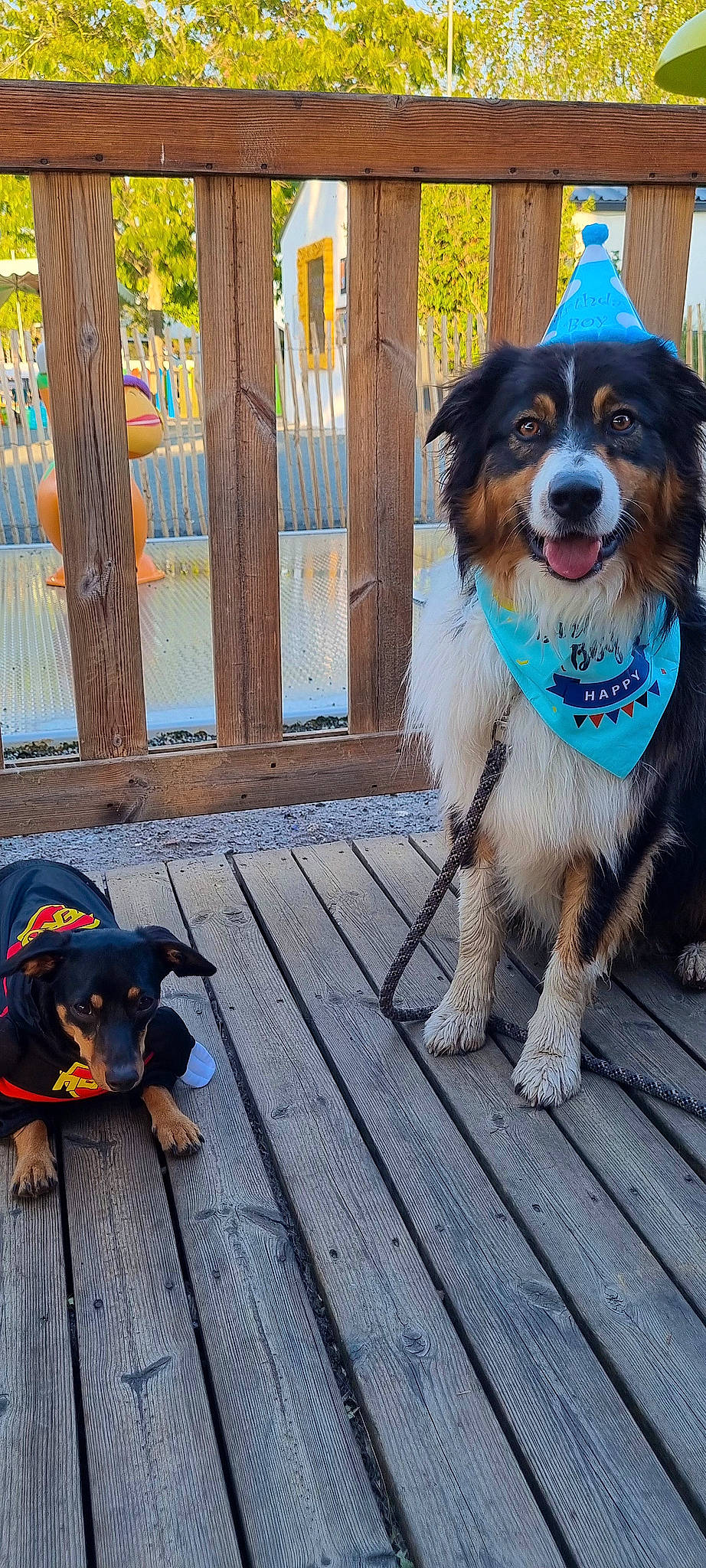 Shy a rejoint le concours — aidez-le/la à gagner de superbes lots ! automotive_tire, canidae, carnivore, chair, collar, companion_dog, dog, dog_breed, dog_supply, door, fence, flooring, hardwood, herding_dog, mammal, plant, sporting_group, vertebrate, wood, working_animal