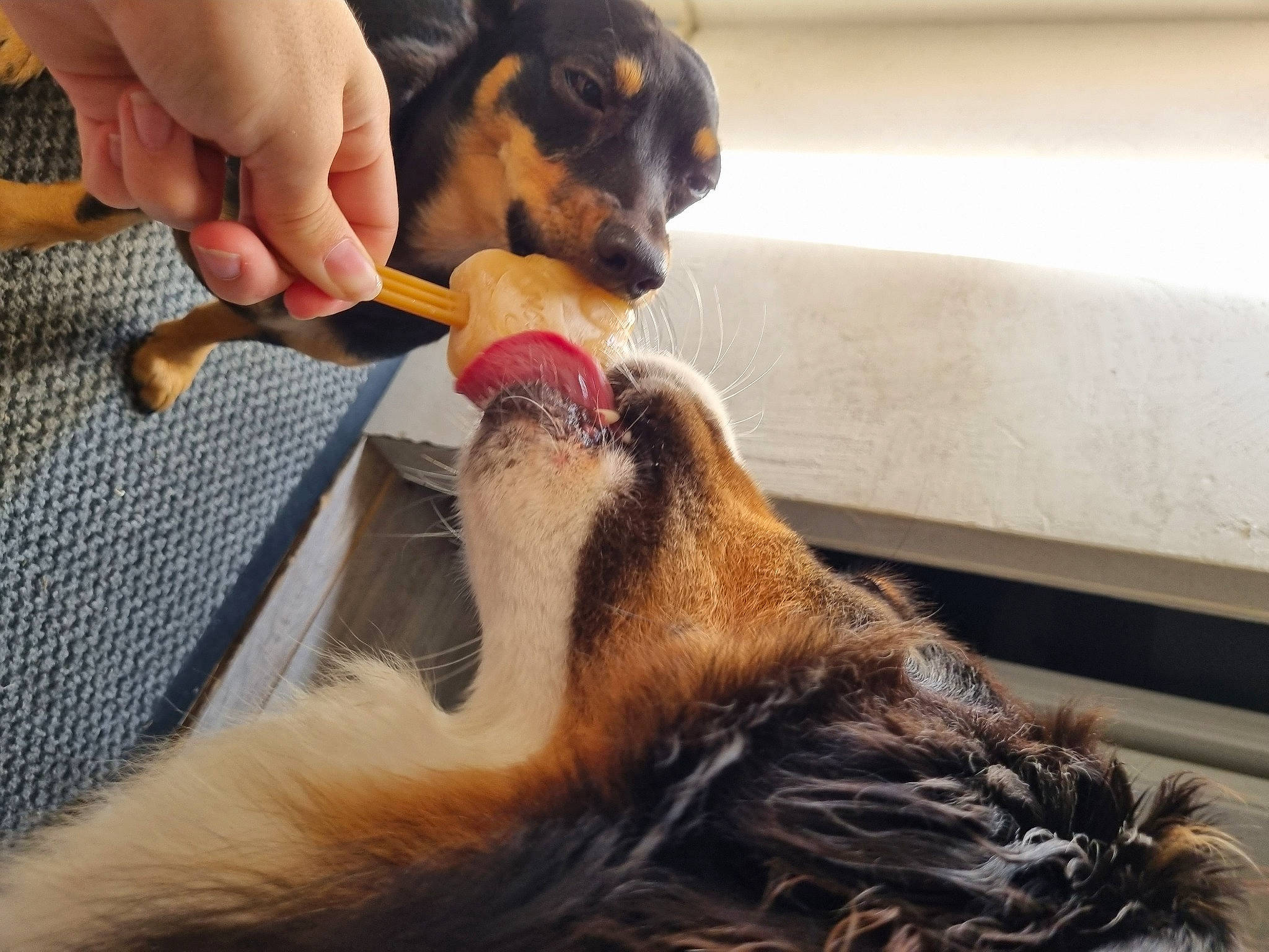 Shy participe au concours pour gagner de l'argent avec cette photo : beer, canidae, carnivore, collar, companion_dog, dog, dog_breed, ear, fawn, felidae, fur, liver, nail, paw, snout, sporting_group, tail, whiskers, working_animal, wrist