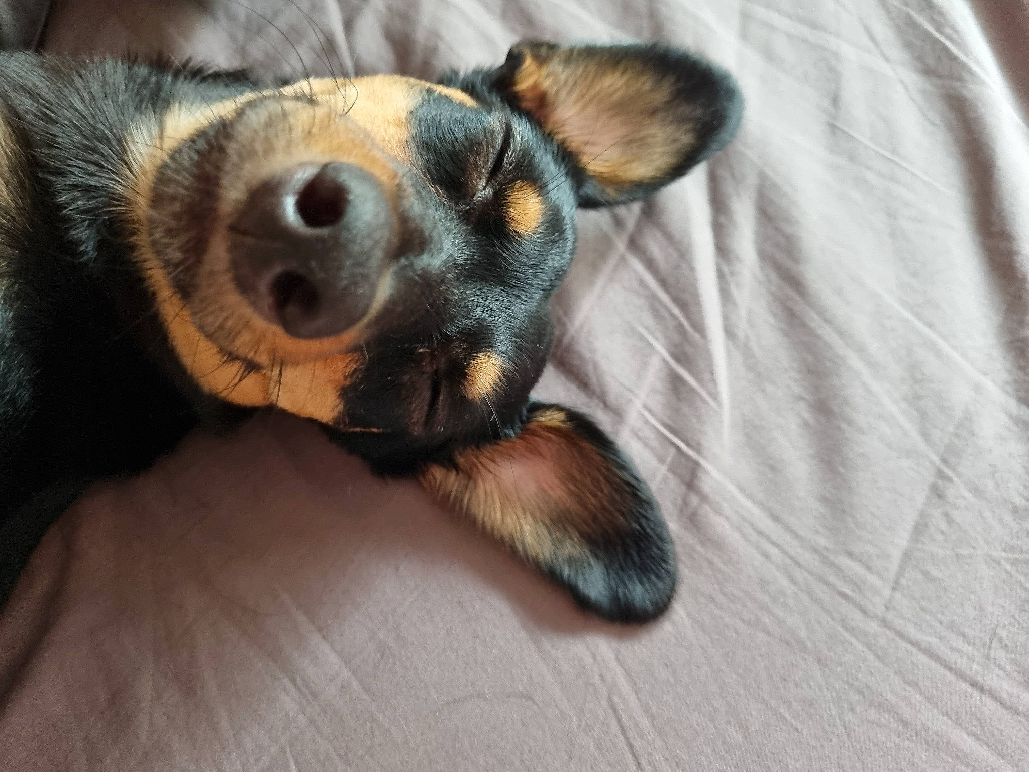 Shy a rejoint le concours — aidez-le/la à gagner de superbes lots ! canidae, carnivore, claw, comfort, companion_dog, dog, dog_breed, ear, fawn, fur, german_shepherd_dog, paw, snout, sporting_group, street_dog, terrestrial_animal, toy_dog, whiskers, working_animal, working_dog