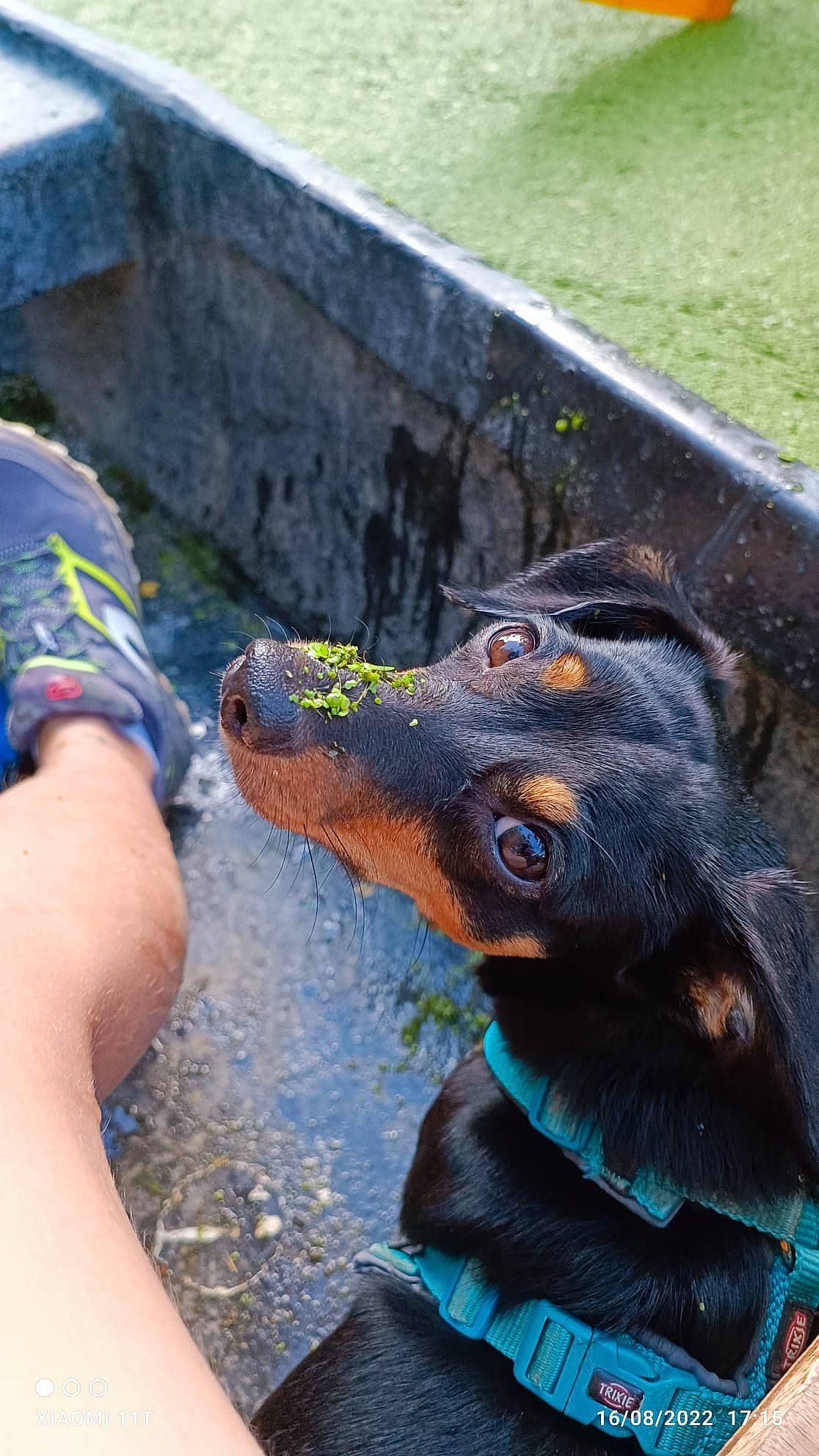 Shy a rejoint le concours — aidez-le/la à gagner de superbes lots ! canidae, carnivore, collar, companion_dog, dobermann, dog, dog_breed, dog_collar, electric_blue, fawn, grass, guard_dog, liver, snout, sporting_group, terrestrial_animal, water, whiskers, working_animal, working_dog