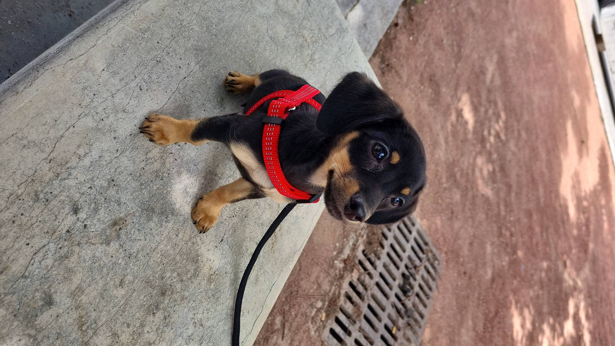 Shy a rejoint le concours — aidez-le/la à gagner de superbes lots ! asphalt, canidae, carnivore, collar, companion_dog, concrete, dog, dog_breed, dog_collar, dog_supply, door, fawn, leash, pet_supply, road_surface, snout, sporting_group, window, wood, working_animal