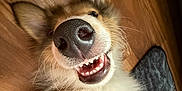 Toby joined the competition — help win amazing prizes! dog, close_up, nose, teeth, smile, wooden_floor, fur, playful, pet, animal, lying_down, whiskers, canine, happy, indoors, muzzle, ears, tongue, funny, cute
