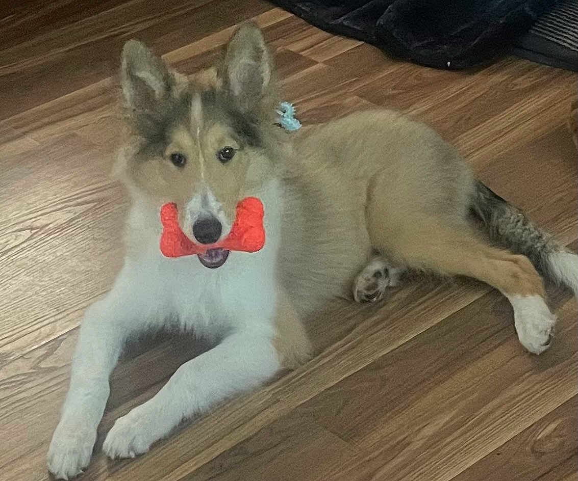 Toby