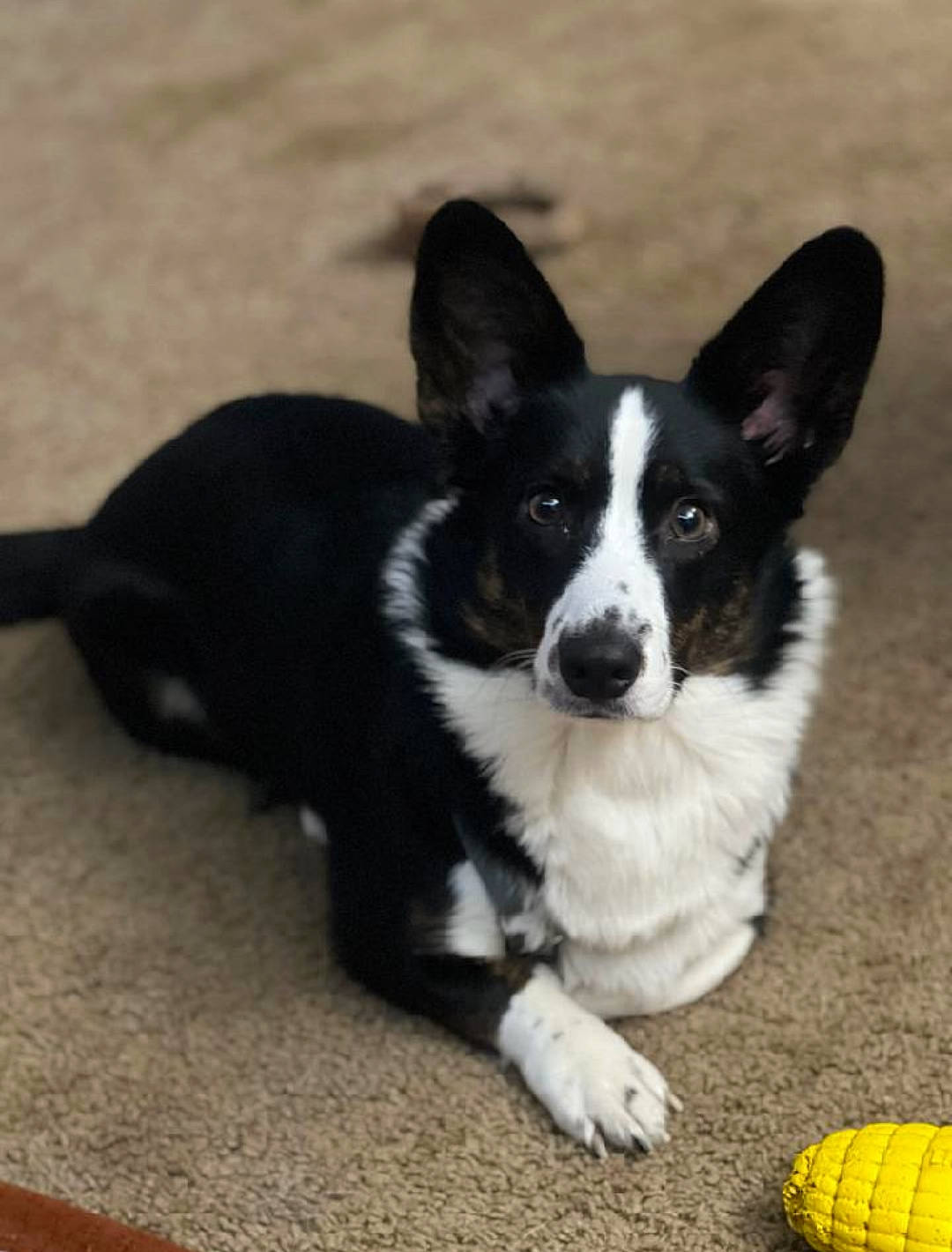 Becka Bailey joined the competition — help win amazing prizes! australian_collie, ball, border_collie, canidae, carnivore, companion_dog, cricket_ball, dog, dog_breed, dog_supply, flooring, glove, grass, herding_dog, mcnab, paw, snout, sporting_group, tennis_ball, whiskers