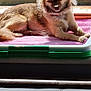 dog, small_dog, indoor, sunlight, window, purple_towel, relaxing, resting, fur, ears, shadow, reflection, pet, animal, cozy, daylight, closeup, sleepy, brown_dog, black_dog