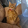 animal, cat, collar, comfort, cozy, curtain, cute, domestic_pet, ears, feline, floor, fur, indoor, looking_at_camera, orange_tabby, pet_bed, plush, relaxed, sitting, whiskers