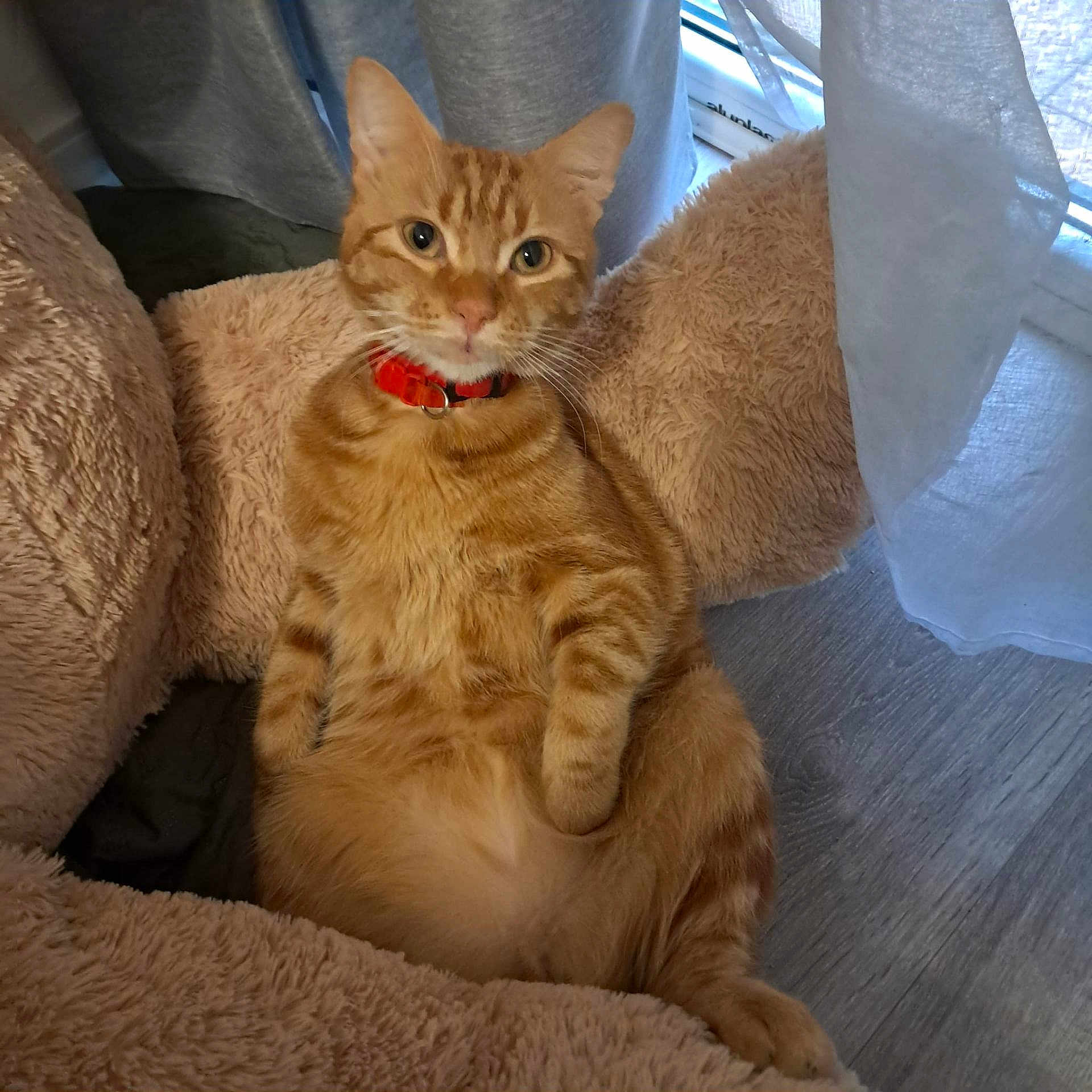 Tomita a rejoint le concours — aidez-le/la à gagner de superbes lots ! animal, cat, collar, comfort, cozy, curtain, cute, domestic_pet, ears, feline, floor, fur, indoor, looking_at_camera, orange_tabby, pet_bed, plush, relaxed, sitting, whiskers