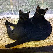 Blackie And Skipper is registered to the contest to win money with this photo: black_cat, cat, pet_bed, window, indoor, animal, feline, cozy, resting, twins, curious, fur, cute, companion, two_animals, domestic_cat, relaxed, looking_at_camera, whiskers, tail