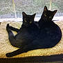 black_cat, cat, pet_bed, window, indoor, animal, feline, cozy, resting, twins, curious, fur, cute, companion, two_animals, domestic_cat, relaxed, looking_at_camera, whiskers, tail