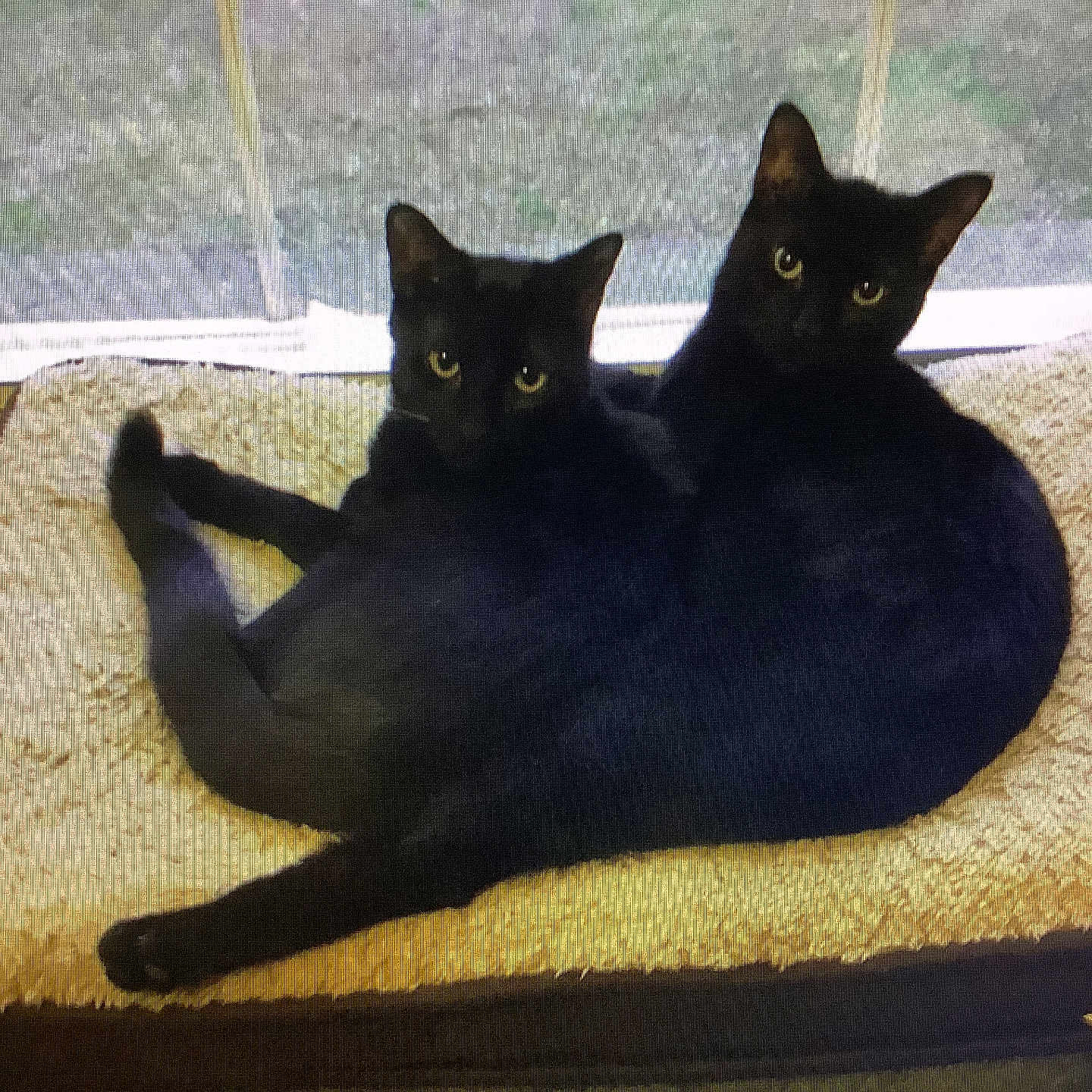Blackie And Skipper is registered to the contest to win money with this photo: animal, black_cat, cat, companion, cozy, curious, cute, domestic_cat, feline, fur, indoor, looking_at_camera, pet_bed, relaxed, resting, tail, twins, two_animals, whiskers, window