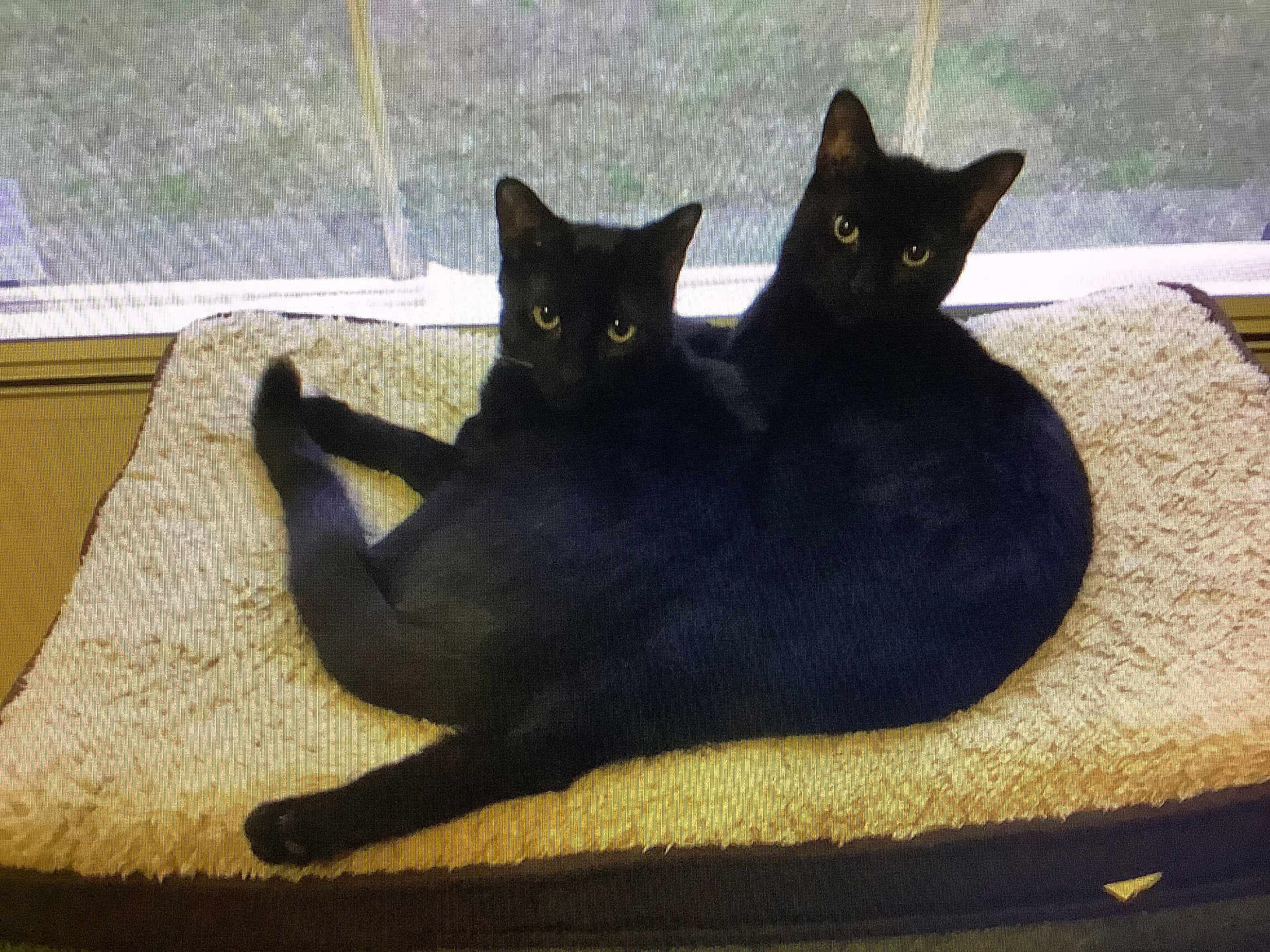Blackie And Skipper is registered to the contest to win money with this photo: black_cat, cat, pet_bed, window, indoor, animal, feline, cozy, resting, twins, curious, fur, cute, companion, two_animals, domestic_cat, relaxed, looking_at_camera, whiskers, tail