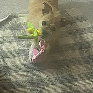 Pikachu is registered to the contest to win money with this photo: dog, toy, stuffed_animal, flower_toy, blanket, checkered, pet, indoor, small_dog, fur, playful, mouth, animal, cute, domestic_animal, companion, pet_toy, fabric, texture, floor_covering
