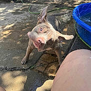 Delilah is registered to the contest to win money with this photo: animal, backyard, canine, concrete, dog, ears, fun, hose, motion, outdoor, pet, playful, pool, shadow, shake, spray, summer, sunlight, water, wet