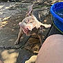 animal, backyard, canine, concrete, dog, ears, fun, hose, motion, outdoor, pet, playful, pool, shadow, shake, spray, summer, sunlight, water, wet