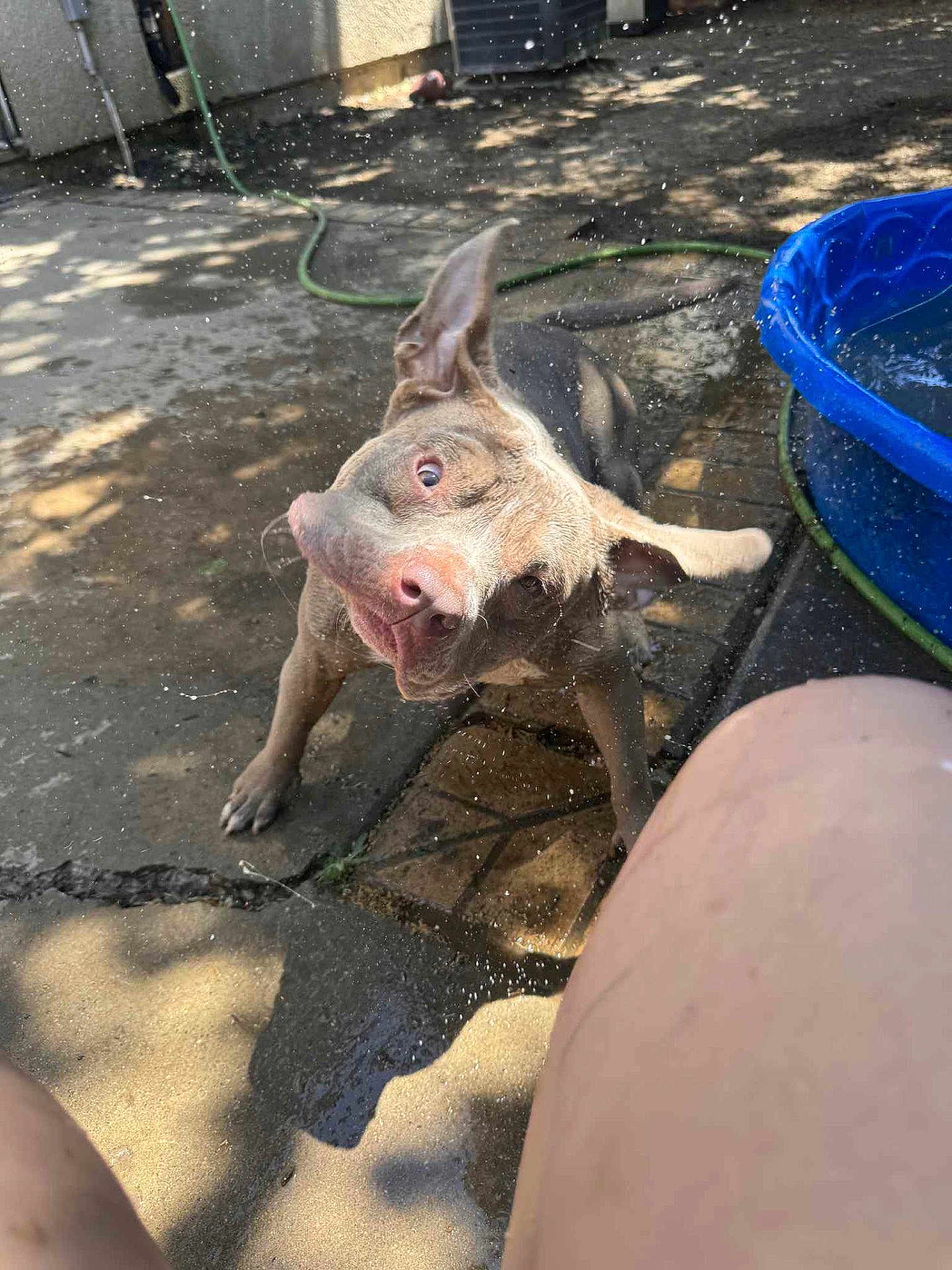 Delilah