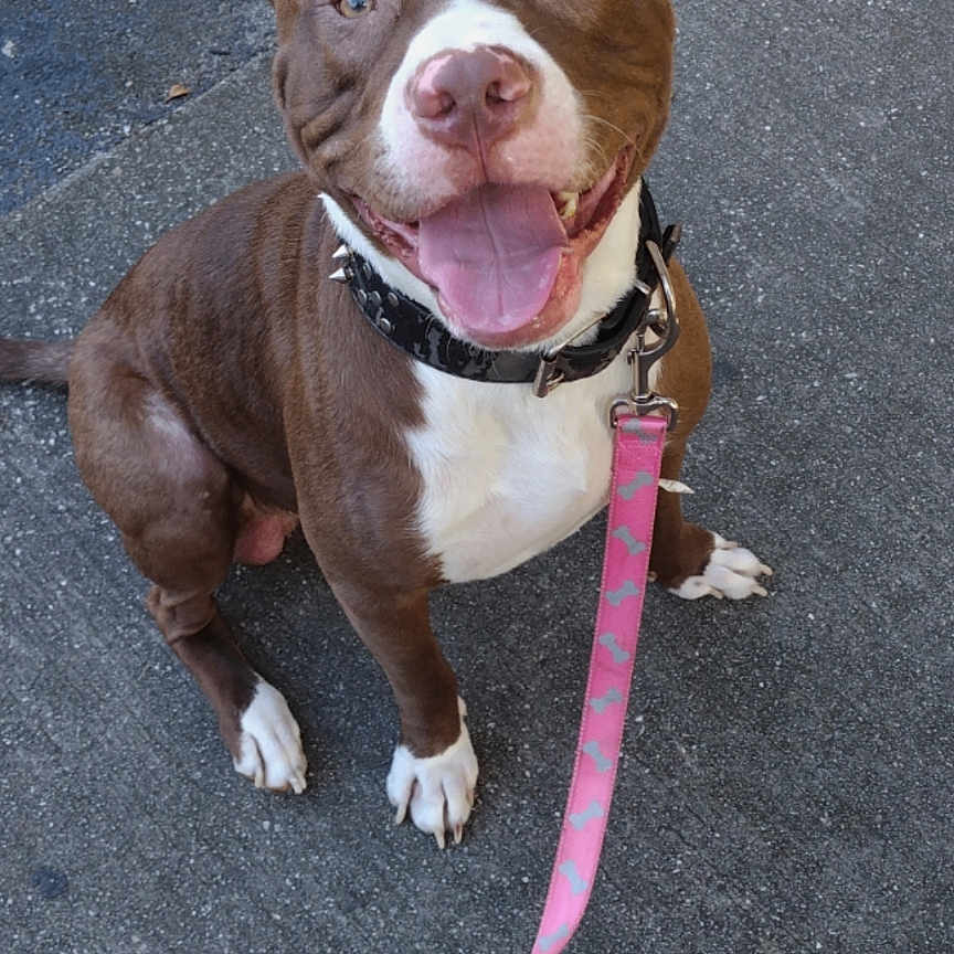 Cosmo joined the competition — help win amazing prizes! accessories, animal, bostonbull, boxer, bulldog, canine, dog, formalwear, hound, husky, leash, pet, pitbull, puppy, road, snout, strap, tarmac, text, tie